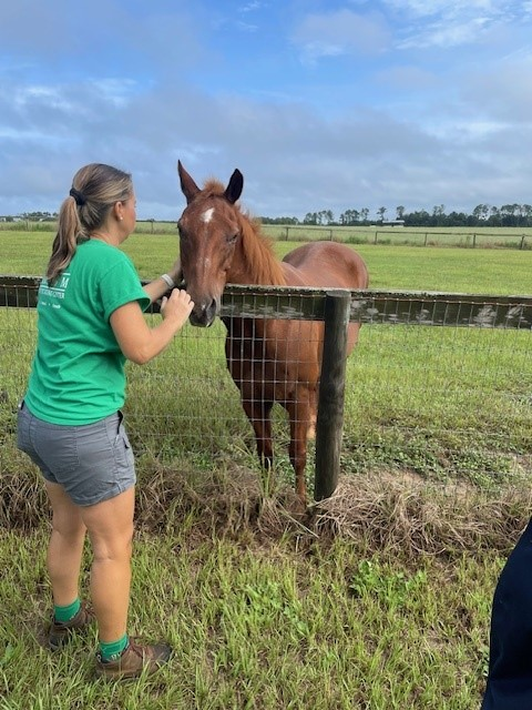 https://media.guldmann.com/cdn/5FPGJdv/emerald-m-therapeutic-riding-center-calvin-horse.jpg